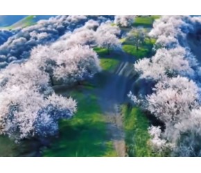 “新疆伊犁那拉提杏花谷：春日的白色梦境，维吾尔文化的绚丽诗篇”