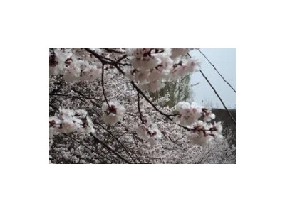 新疆旅游伊犁杏花沟那拉提赛里木湖果子沟独山子大峡5天小团游