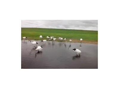 齐齐哈尔扎龙一日游/齐齐哈尔扎龙看鹤时间/去扎龙赏仙鹤逛湿地