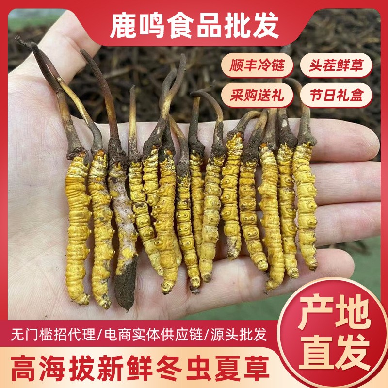 2025年头期新鲜虫草西藏那曲鲜虫草源头产地直发新鲜冬虫夏草批发 20条 2025年头期新鲜虫草西藏那曲鲜虫草源头产地直发新鲜冬虫夏草批发 20条