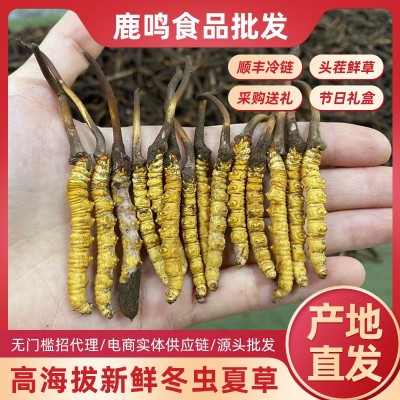 2025年头期新鲜虫草西藏那曲鲜虫草源头产地直发新鲜冬虫夏草批发   20条