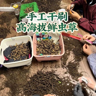 2025年头期新鲜虫草西藏那曲鲜虫草源头产地直发新鲜冬虫夏草批发   20条图3