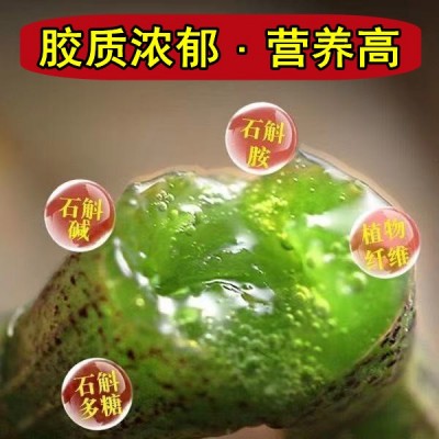 云南 霍山五年生铁皮石斛四年生鲜条500克现采现发铁皮新鲜石斛图3