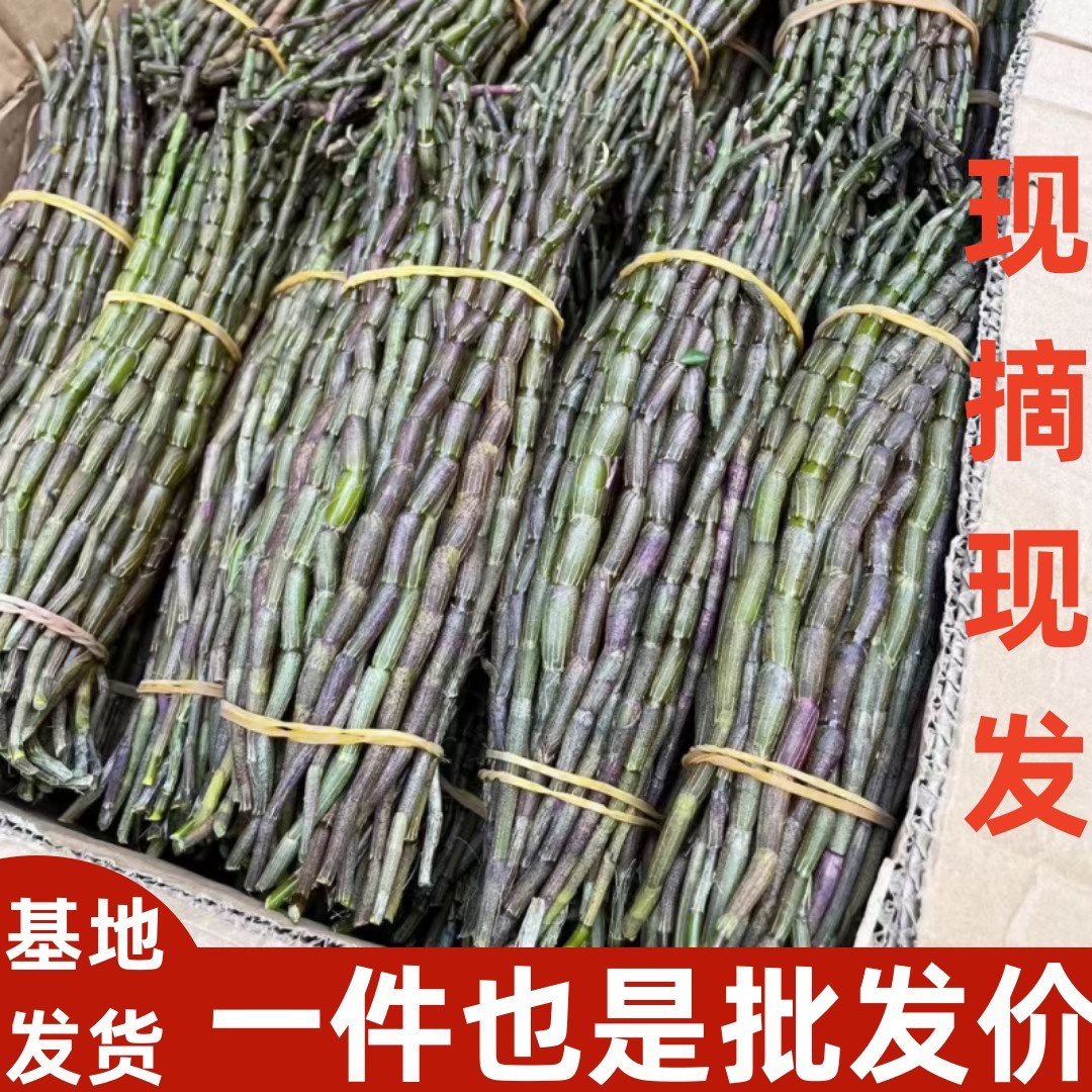 云南 霍山五年生铁皮石斛四年生鲜条500克现采现发铁皮新鲜石斛 云南 霍山五年生铁皮石斛四年生鲜条500克现采现发铁皮新鲜石斛