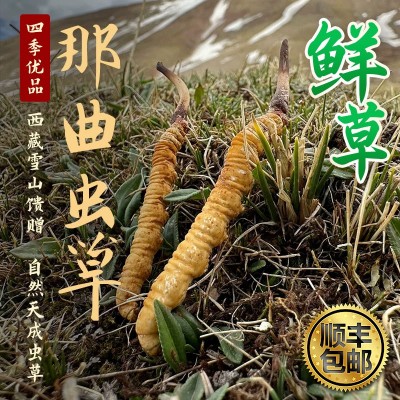 2025鲜虫草西藏那曲青海玉树高海拔头期冬虫夏草源头产地直发代发