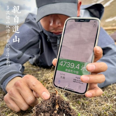 2025鲜虫草西藏那曲青海玉树高海拔头期冬虫夏草源头产地直发代发图4