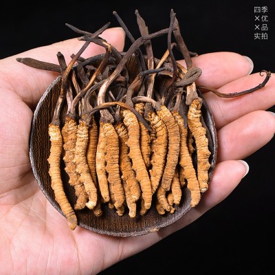 西藏那曲头期高海拔虫草饱满金黄 冬虫夏草无断草 藏区虫草批发图3