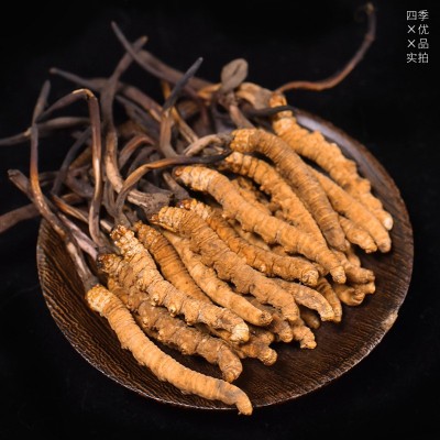 西藏那曲头期高海拔虫草饱满金黄 冬虫夏草无断草 藏区虫草批发图2