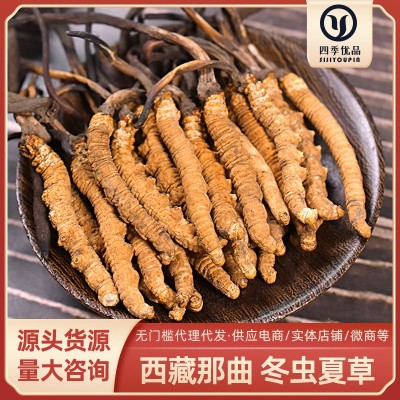 西藏那曲头期高海拔虫草饱满金黄 冬虫夏草无断草 藏区虫草批发