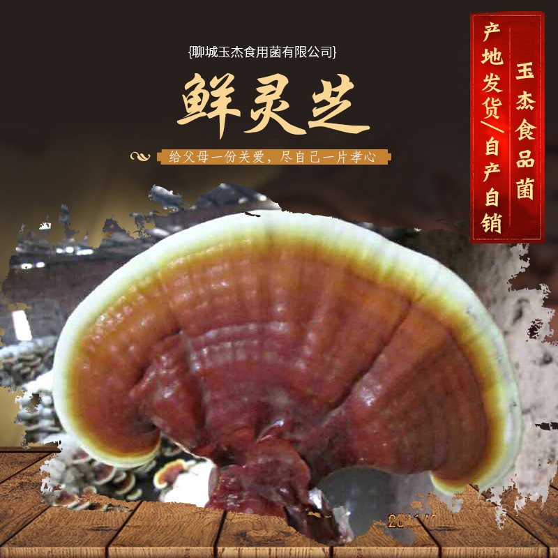山东产地 鲜灵芝金边灵芝 活体赤灵芝鲜灵芝速冻灵芝白边灵   50斤