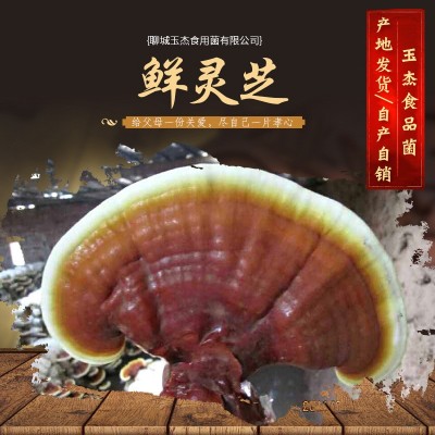 山东产地 鲜灵芝金边灵芝 活体赤灵芝鲜灵芝速冻灵芝白边灵   50斤