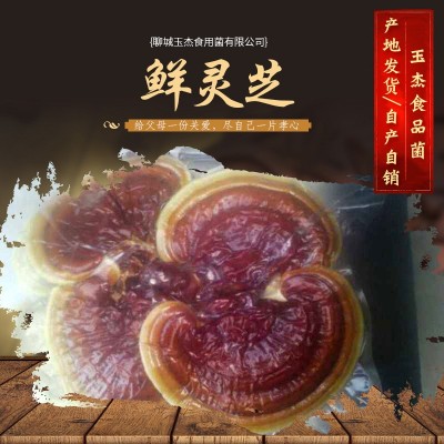 山东产地 鲜灵芝金边灵芝 活体赤灵芝鲜灵芝速冻灵芝白边灵   50斤图2