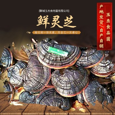 山东产地 鲜灵芝金边灵芝 活体赤灵芝鲜灵芝速冻灵芝白边灵   50斤图4