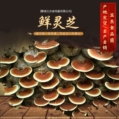 山东产地 鲜灵芝金边灵芝 活体赤灵芝鲜灵芝速冻灵芝白边灵   50斤图3