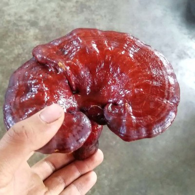 大量供应包邮黑灵芝 500克黑灵芝 整个灵芝灵芝切片红灵芝 现货批   30斤图2