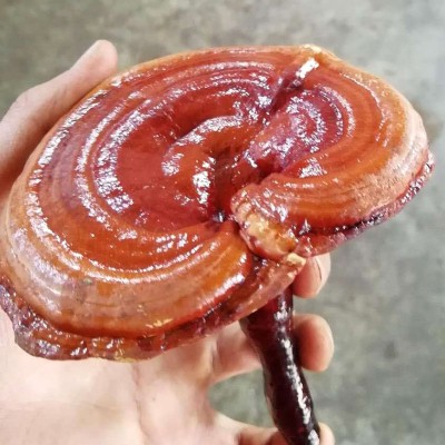 大量供应包邮黑灵芝 500克黑灵芝 整个灵芝灵芝切片红灵芝 现货批   30斤