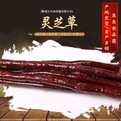 现货批发 灵芝草 草灵芝 鹿角灵芝原产地自产自销灵芝草   20斤