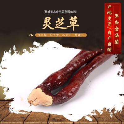现货批发 灵芝草 草灵芝 鹿角灵芝原产地自产自销灵芝草   20斤图2