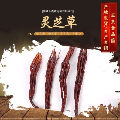 现货批发 灵芝草 草灵芝 鹿角灵芝原产地自产自销灵芝草   20斤图4