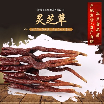 现货批发 灵芝草 草灵芝 鹿角灵芝原产地自产自销灵芝草   20斤图3