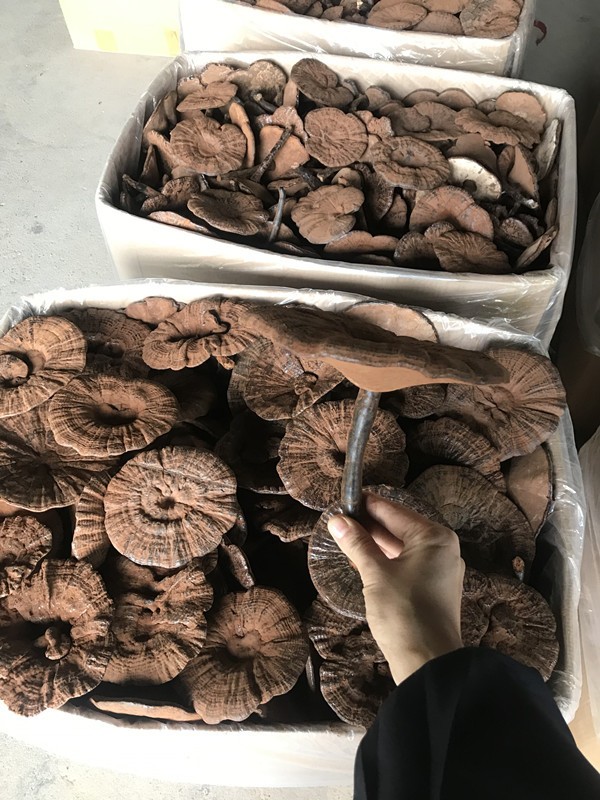 林下仿野生段木栽培黑灵芝紫灵芝整枝产地供货切片带粉500克林芝 2斤 林下仿野生段木栽培黑灵芝紫灵芝整枝产地供货切片带粉500克林芝 2斤
