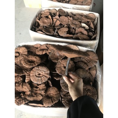 林下仿野生段木栽培黑灵芝紫灵芝整枝产地供货切片带粉500克林芝   2斤