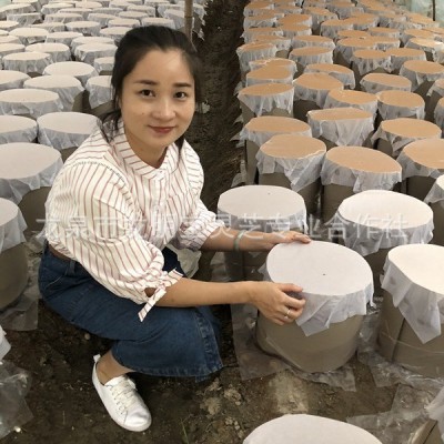 灵芝孢子粉 原粉批发 精粉 毛粉 350目过筛 纸筒套袋 孢子粉批发   25公斤图4