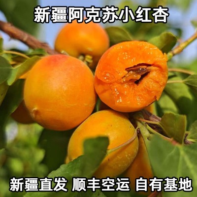 新疆阿克苏小红杏新鲜水果吊干杏鲜杏当季果园直发吊干杏子空运