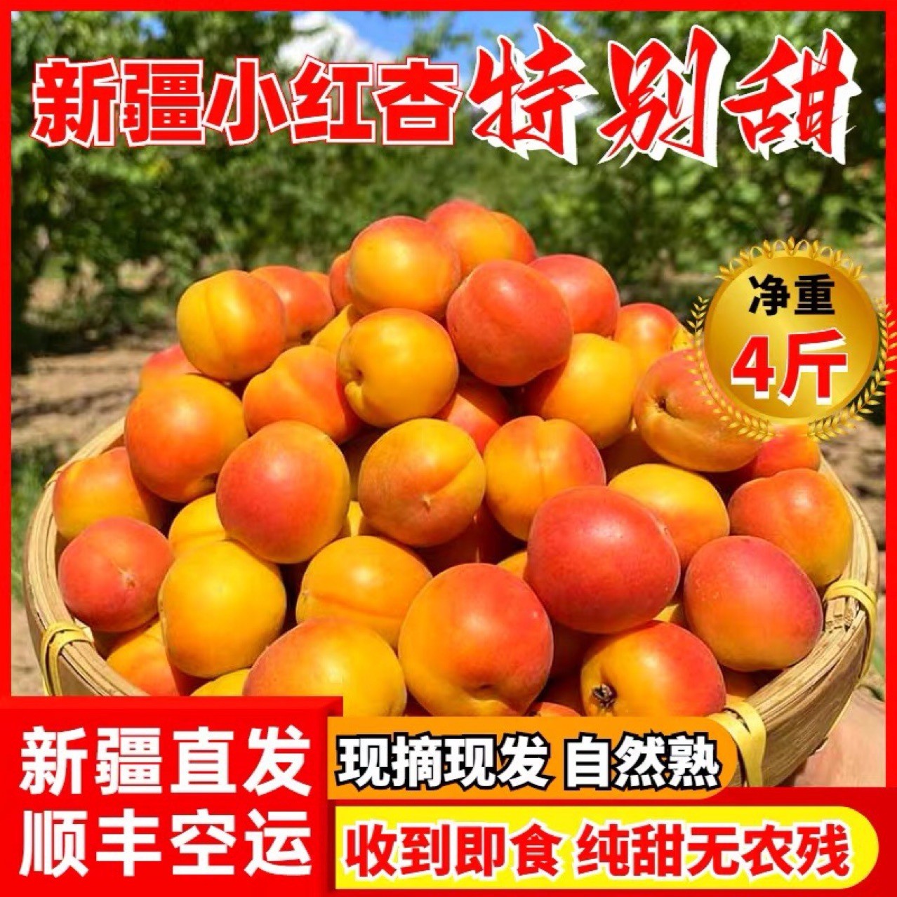新疆阿克苏小红杏新鲜采摘吊干杏应季生鲜整箱批发代发顺丰 新疆阿克苏小红杏新鲜采摘吊干杏应季生鲜整箱批发代发顺丰