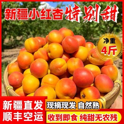 新疆阿克苏小红杏新鲜采摘吊干杏应季生鲜整箱批发代发顺丰
