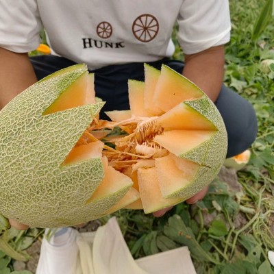 正宗新疆哈密瓜西州蜜25号新鲜水果应季现摘甜瓜网纹新疆直发代发图3