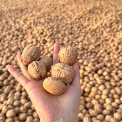 新疆阿克苏185纸皮烤核桃3斤原味奶香草本薄皮手剥熟核桃产地直发图2