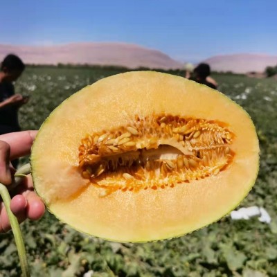 新疆正宗吐鲁番火焰双拼哈密瓜两种口味应季水果产地直发京东空运图2