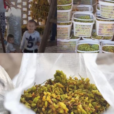 新货新疆直发葡萄干特级大颗粒吐鲁番免洗绿宝石团购批发营养图2