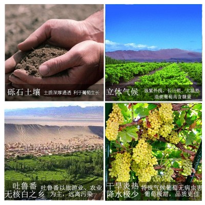 新疆驼铃无核白白葡萄酒10度750ml整箱6瓶 新疆葡萄酒 包邮图3