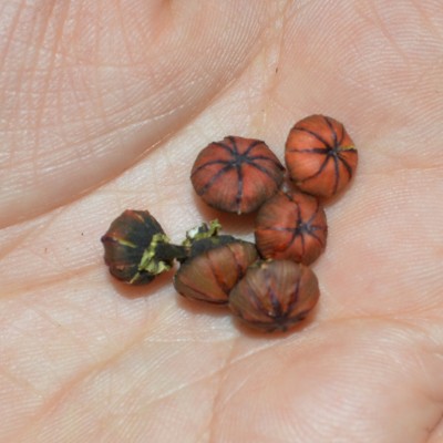 新疆昆仑胎菊 250g高海拔红头胎菊 新疆花草散茶礼品批发   2份图3
